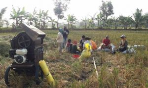 Petani Malingping saat memanen padi.(Foto:chanelbanten.com/Ade Purna)