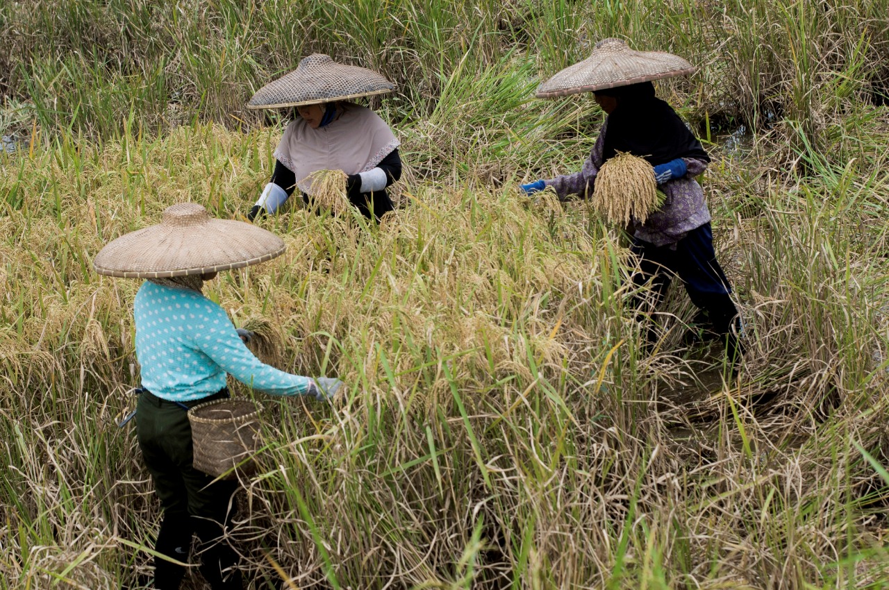 Politisi PPP Lebak Minta Pemerintah Tampung Gabah Petani
