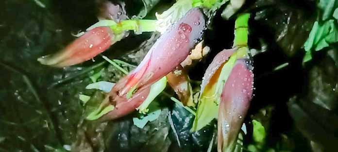 Heboh, Pohon Pisang Ketan Umur 2 Bulan Tumbuh 5 Buah Jantung 