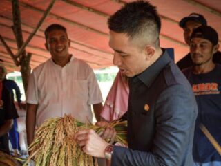 Lebak Niaga Serap Gabah Petani, Bupati Hasbi Klaim Petani Lebak Tak Lagi Sulit Jual Panen