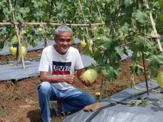 Segera Panen, Petani Binaan Kadin Sulap Lahan di Lebak Jadi Sentra Melon Premium Banten