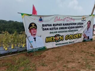 Bupati Hasbi dan Amal Jayabaya Siap Panen Raya, Melon Premium 30 Ton dari Lebak Tembus Supermarket Jakarta