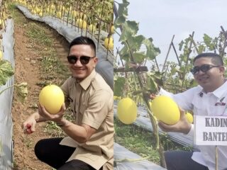Hasbi Targetkan Lebak Jadi Penopang Pangan Nasional, Panen 30 Ton Golden Melon Cileles Jadi Bukti