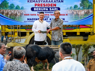 Sapi Kurban Presiden Prabowo untuk Lebak Capai 1 Ton, Akan Disalurkan ke Warga Bojongmanik