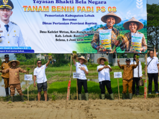 Turun ke Sawah, Bupati Hasbi Genjot Produksi Padi Lebak Demi Kedaulatan Pangan Nasional