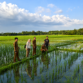 Kadis Pertanian Luruskan Data Kekeringan, 14 Hektare Sawah yang Sempat Puso Kini Produktif Lagi