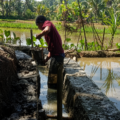 P3-TGAI DI Cinapel Tuntas, Petani Desa Kerta Kini Nikmati Irigasi Lancar, Hasil Panen Diproyeksi Meningkat