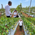 Melon Premium Cileles Jadi Peluang Baru Agrobisnis Lebak, Kadin Dorong Petani Perluas Pasar