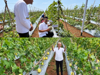 Melon Premium Cileles Jadi Peluang Baru Agrobisnis Lebak, Kadin Dorong Petani Perluas Pasar